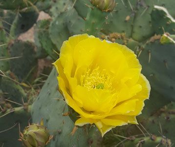 Dentist in Sutton County